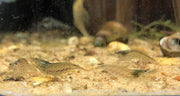 Amano Shrimp (Cardina Multidentata)
